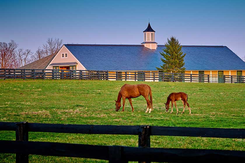 Horse Barns, Stables, Shelters, and more built in North Carolina